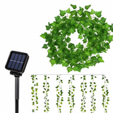 Enredadera solar · Detalle de referencia del proveedor