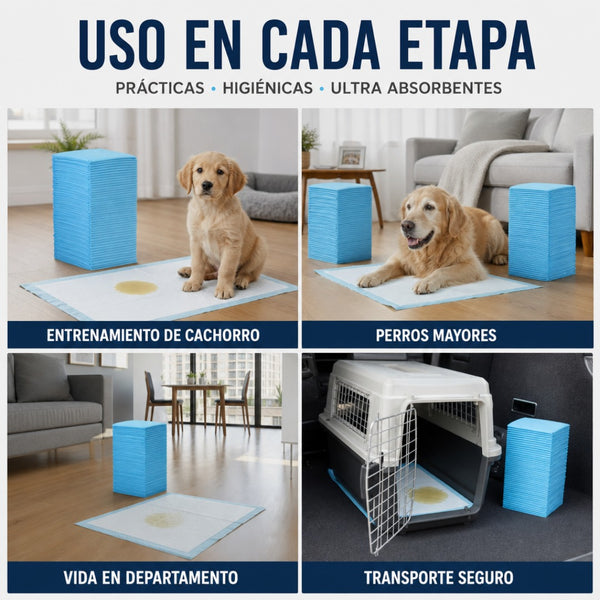 50 Sabanillas Absorbentes 60x60 para Perros